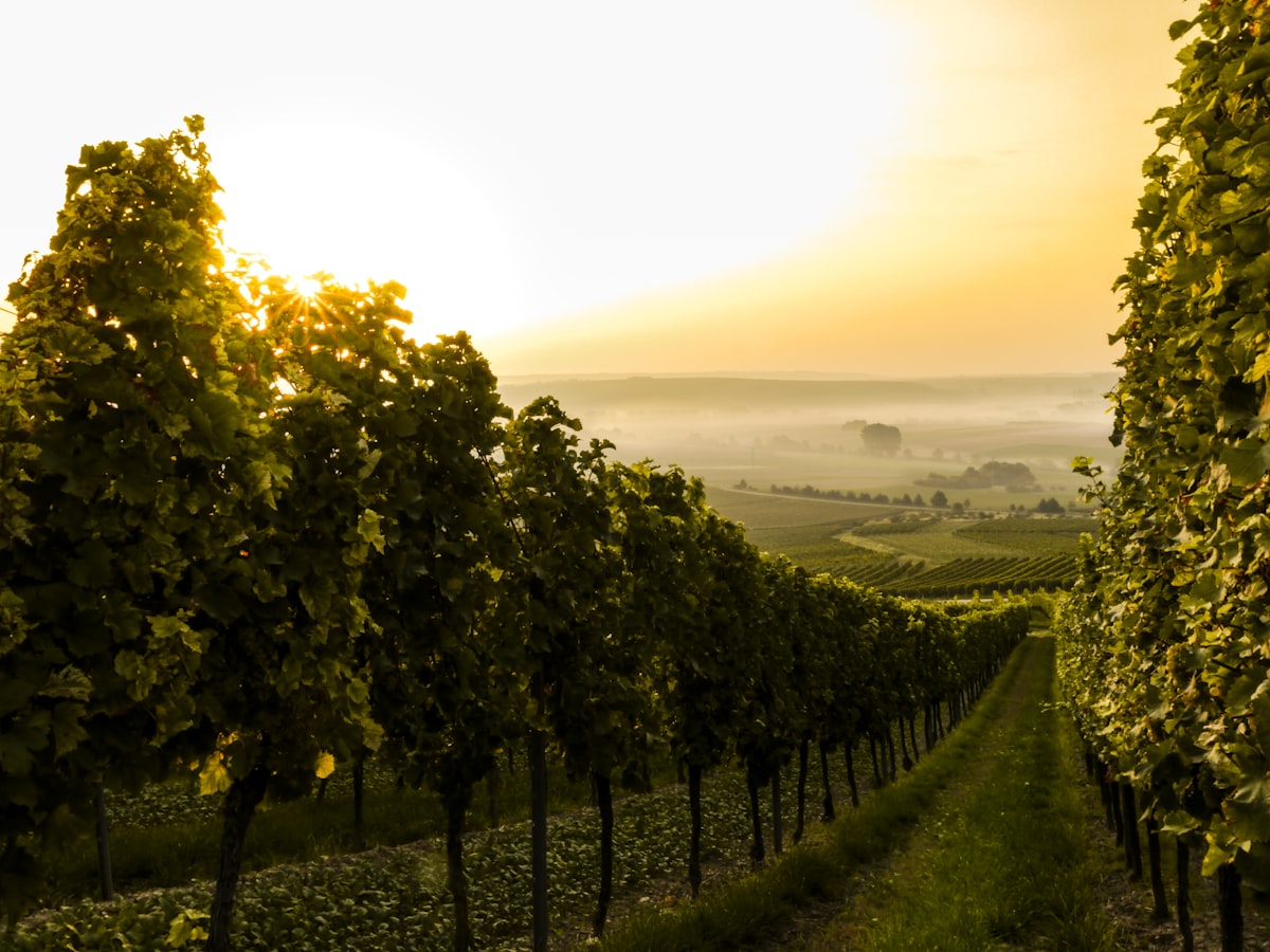The Best Wine Regions in France for Visitors