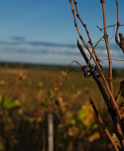 The Burgundy Ritual That Happens Before a Single Grape Is Picked