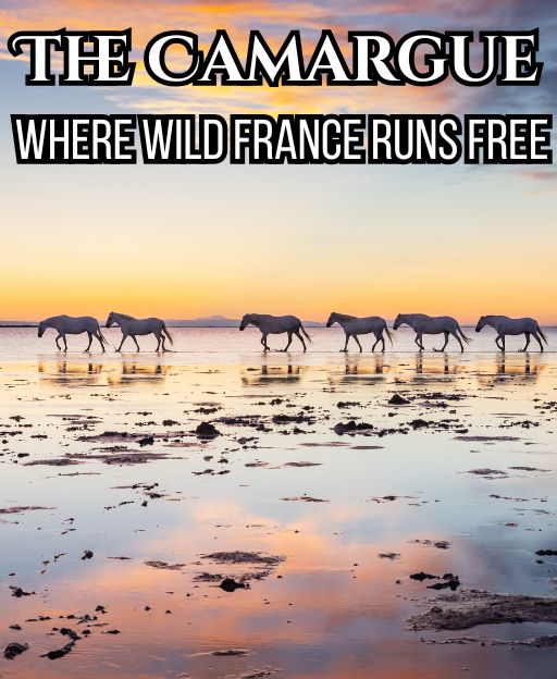 The Wild Wetlands of Southern France That Most Visitors Drive Straight Past