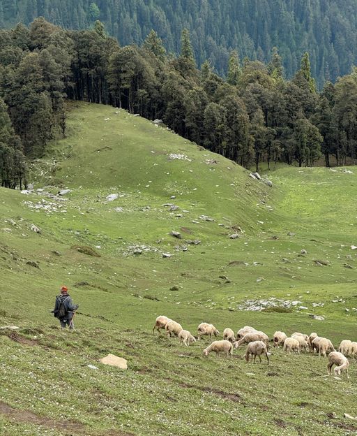 The One Day Each Year When a French Village Belongs to the Sheep