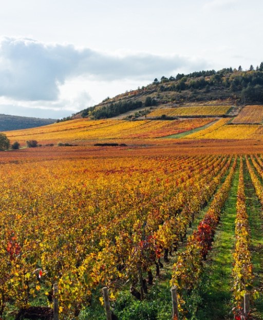 The Villages of Burgundy Where Life Has Always Followed the Vine