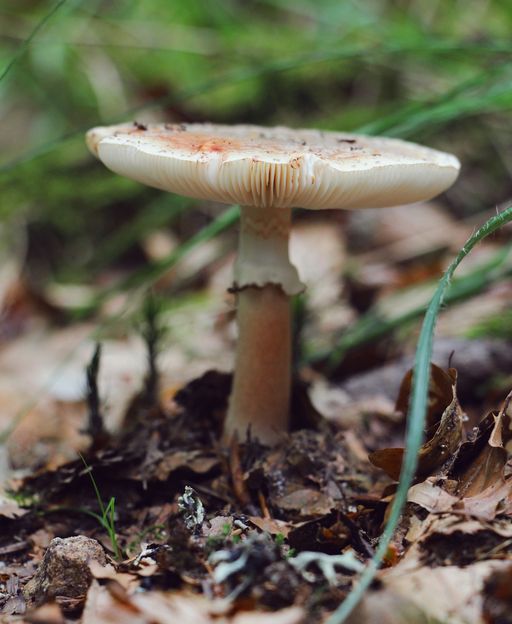 Wild mushroom growing among leaf litter on the forest floor in the Vosges, France
