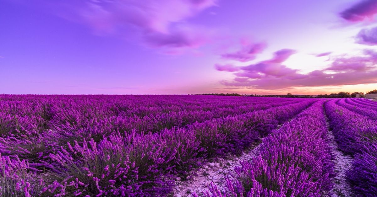 Lavender fields at sunset in Valensole, Provence, France