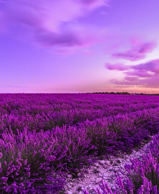 Lavender fields at sunset in Valensole, Provence, France