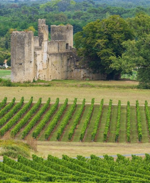 The Mould-Covered Grapes Behind France’s Most Extraordinary Wine