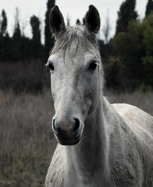 The French Wilderness Where Cowboys Still Drive Wild Horses to the Sea