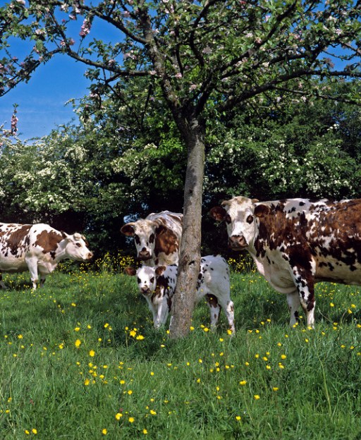 The Village That Invented Camembert — and Nearly Lost It Forever