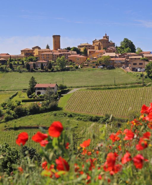 Rolling green hills and red poppies in the Beaujolais countryside in France