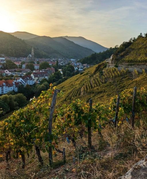 The Alsace Wine Route: A Complete Guide for First-Time Visitors