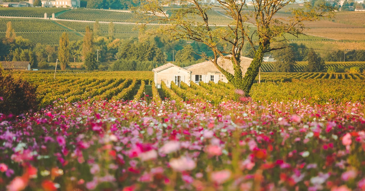 Why French Wine Tastes Different: The Story of Terroir