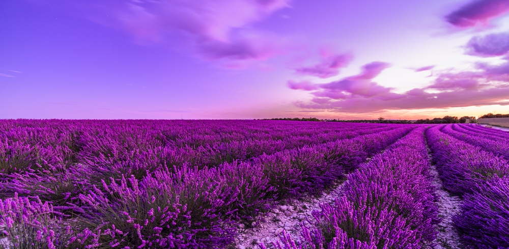 Purple lavender field rows at golden sunset with dramatic sky