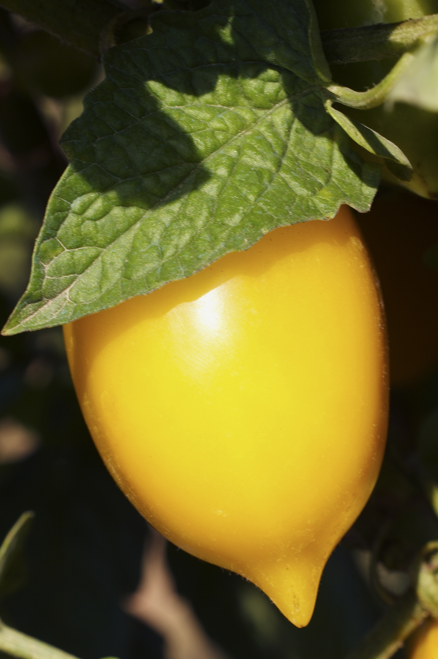 The French Riviera Festival That Turns Lemons Into Something Extraordinary