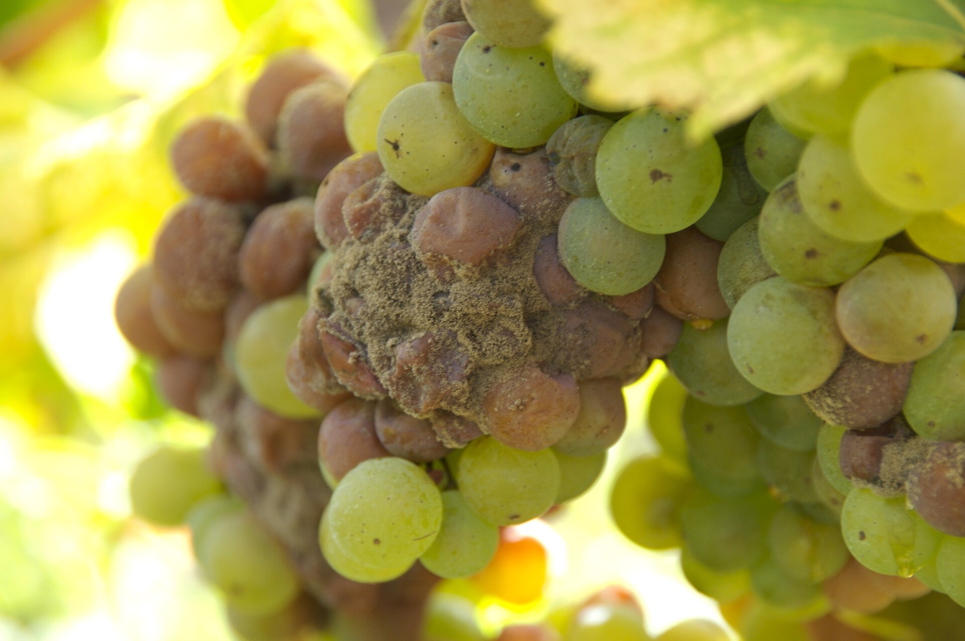 The Mould-Covered Grapes Behind France’s Most Extraordinary Wine