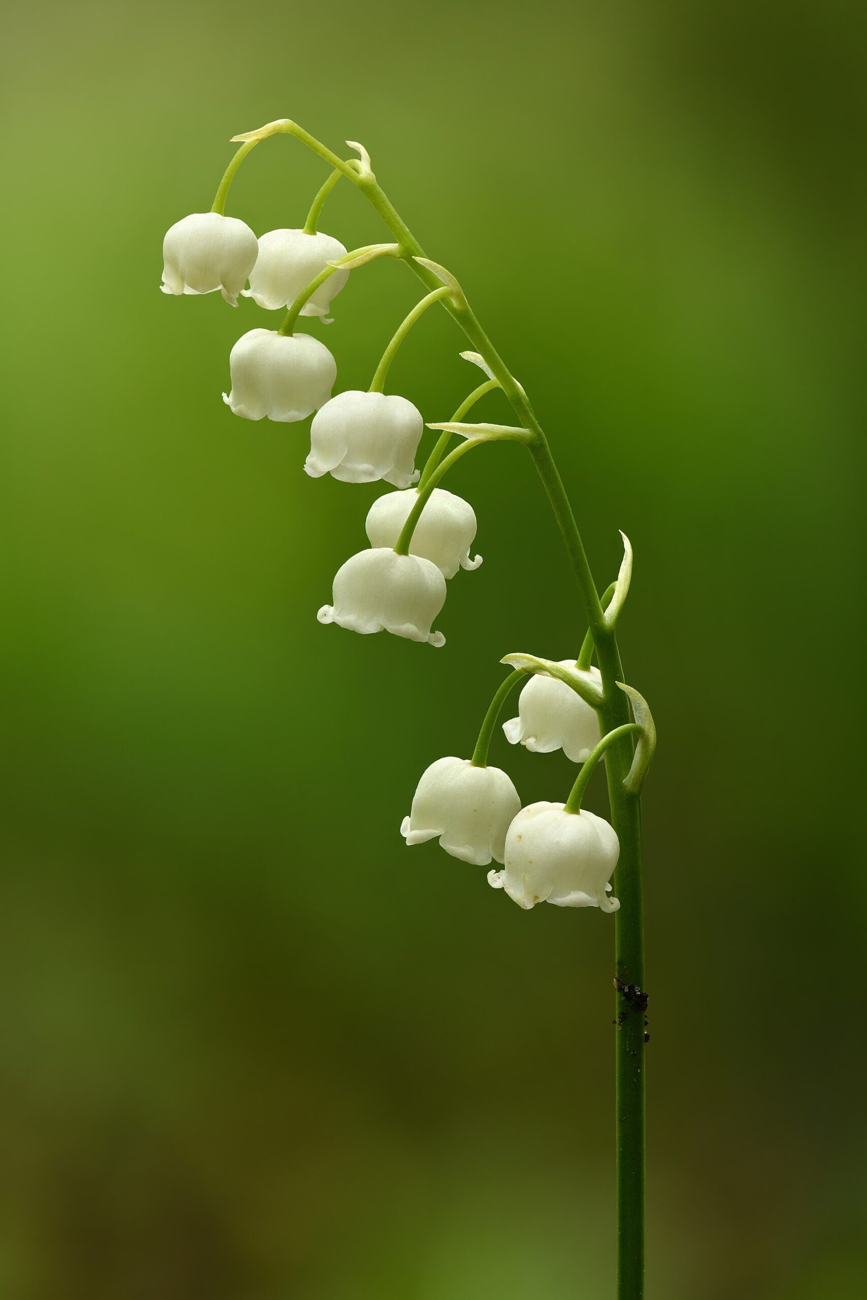 Why the French Give Strangers Flowers on the First of May