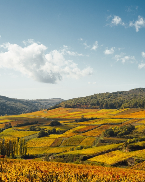 What September Feels Like in French Wine Country