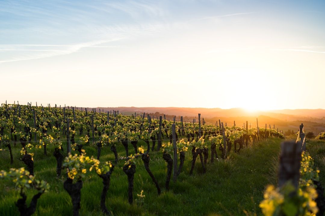 French Wine & Terroir — France