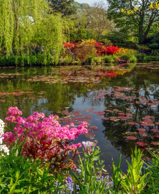Monet's water lily pond at Giverny, Normandy, with pink flowers and weeping willows in spring