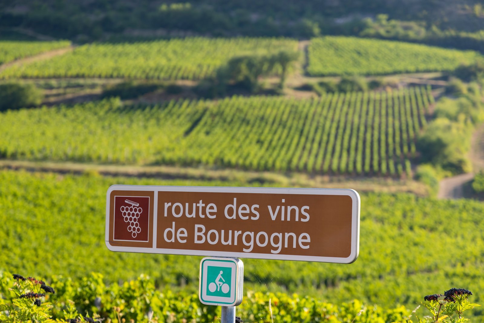 Route des vins de Bourgogne sign in the vineyards near Solutré