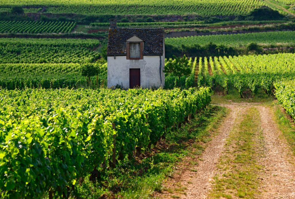 A dirt track between vineyards and a small stone hut near Beaune