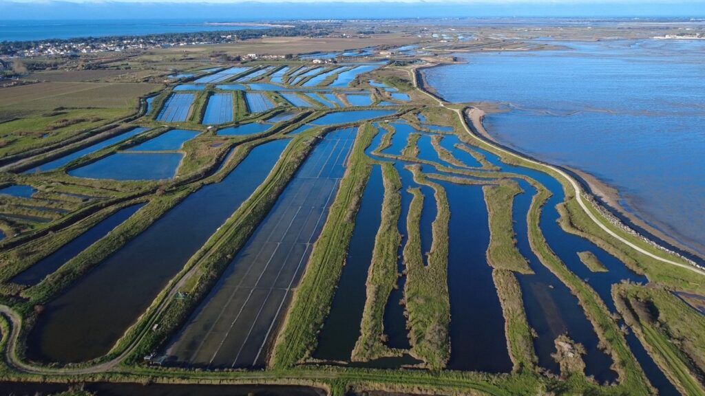 Salt marshes of Île de Ré from the air