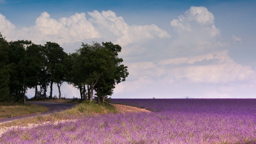 Lavender field in bloom, Provence