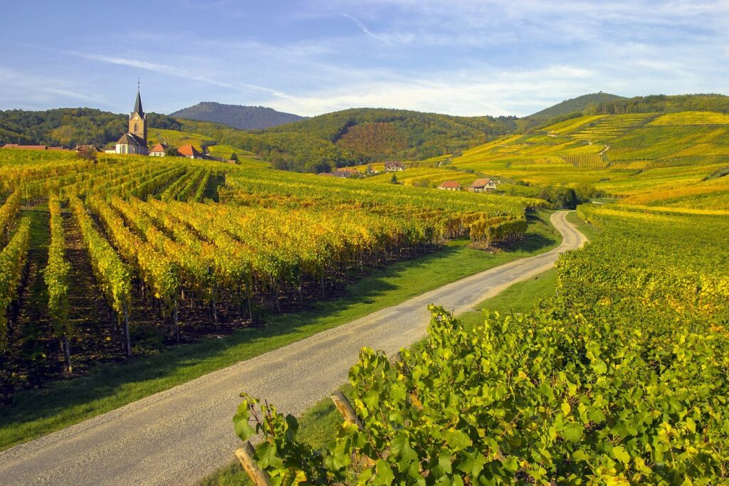 Vineyards along the Alsace wine route in autumn