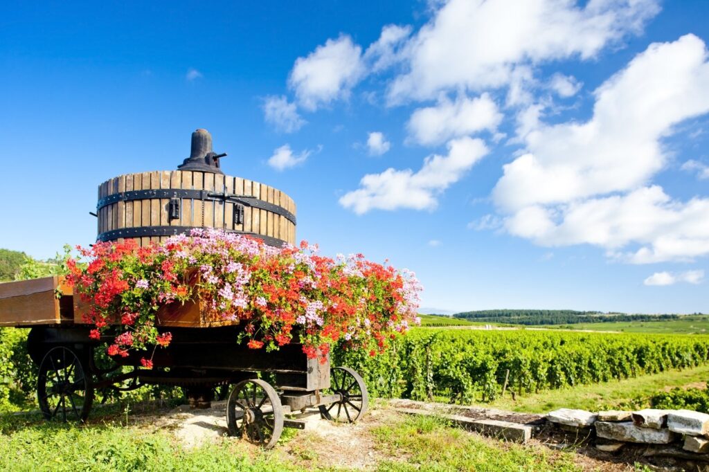 An old wooden wine press filled with flowers beside vineyards near Pommard