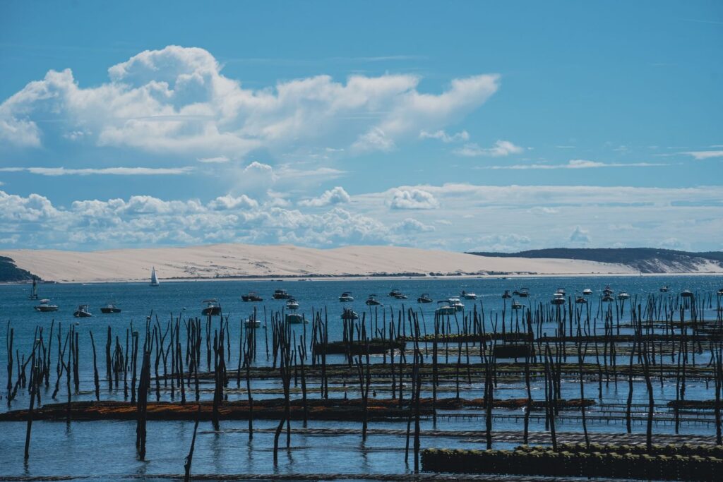 Oyster-farm stakes in the Bassin d'Arcachon with the Dune du Pilat behind