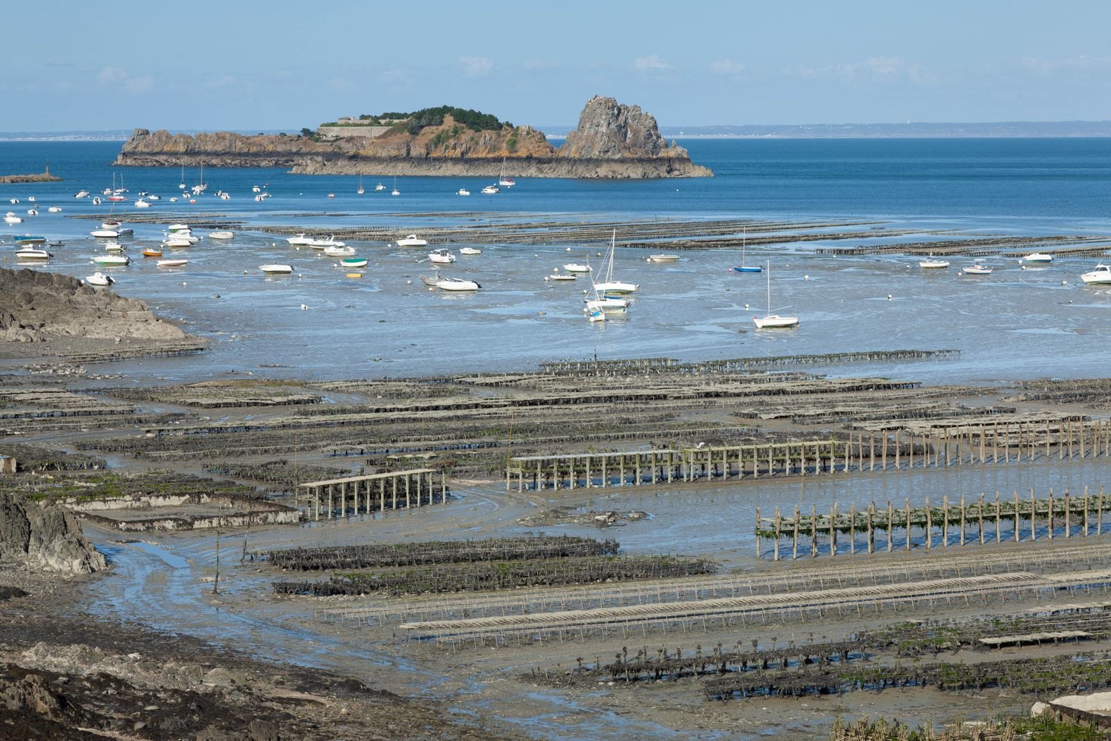 The Forgotten Ritual Behind Every Brittany Oyster on Your Plate