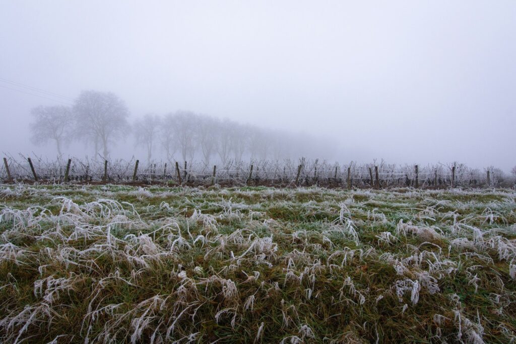 Frost on the grass beside a row of vines on a foggy winter morning