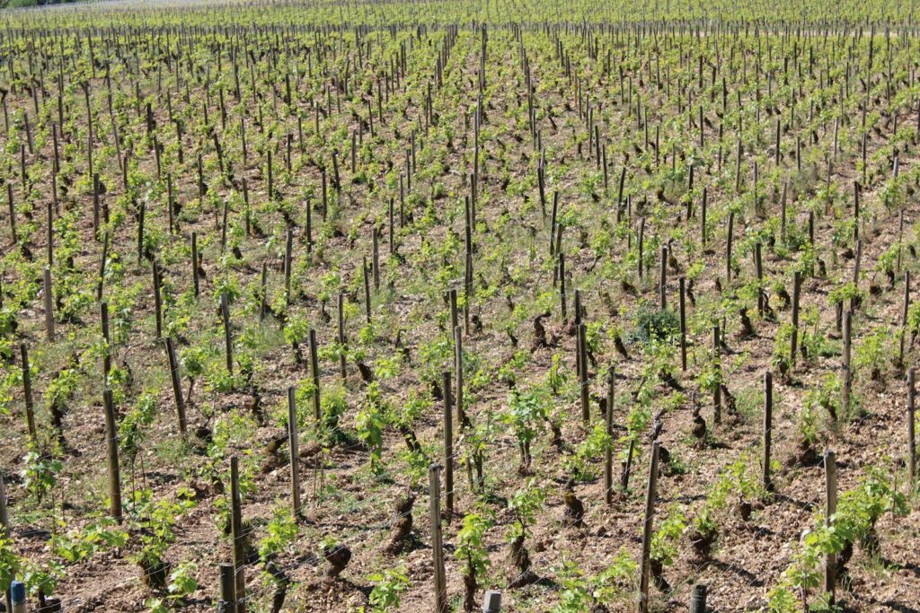 Rows of young vines in spring in a Chablis vineyard