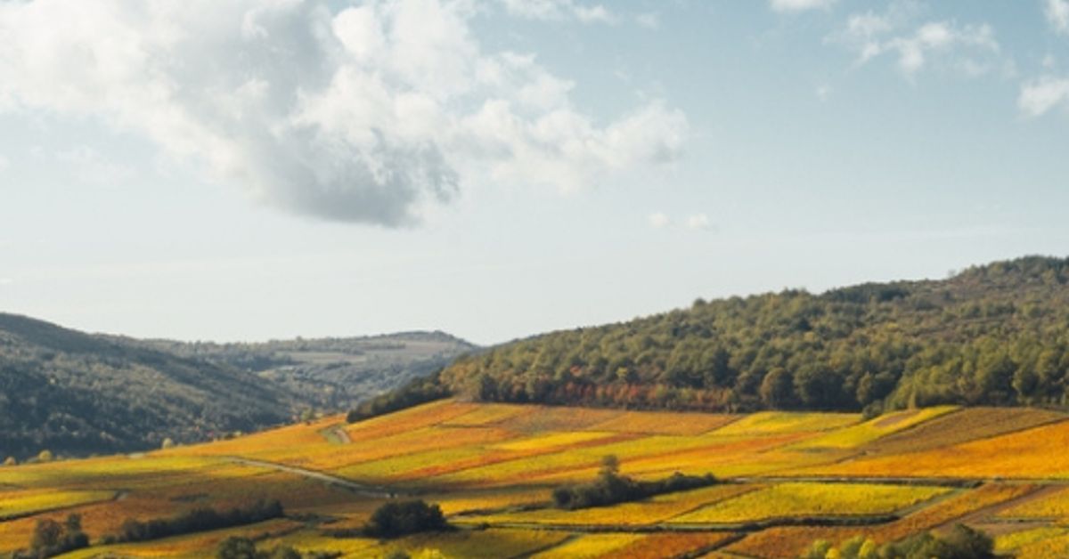 The French Vendange: Why the Grape Harvest Is France’s Greatest Annual Ritual